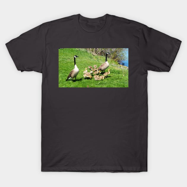 Canada Goose Family of Goslings T-Shirt by BackyardBirder